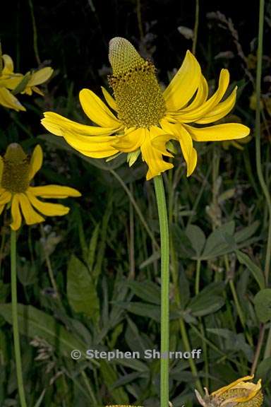 rudbeckia californica var californica 6 graphic